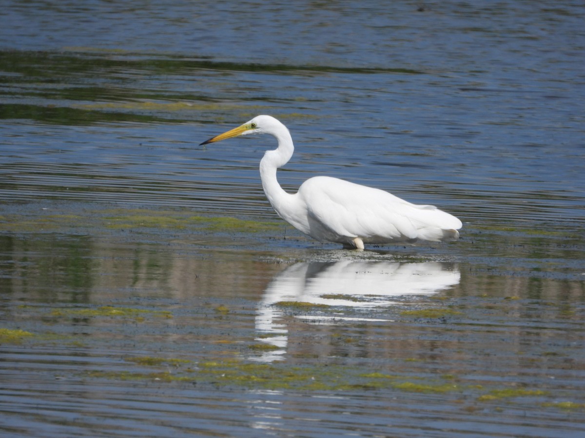 Great Egret - ML638315421