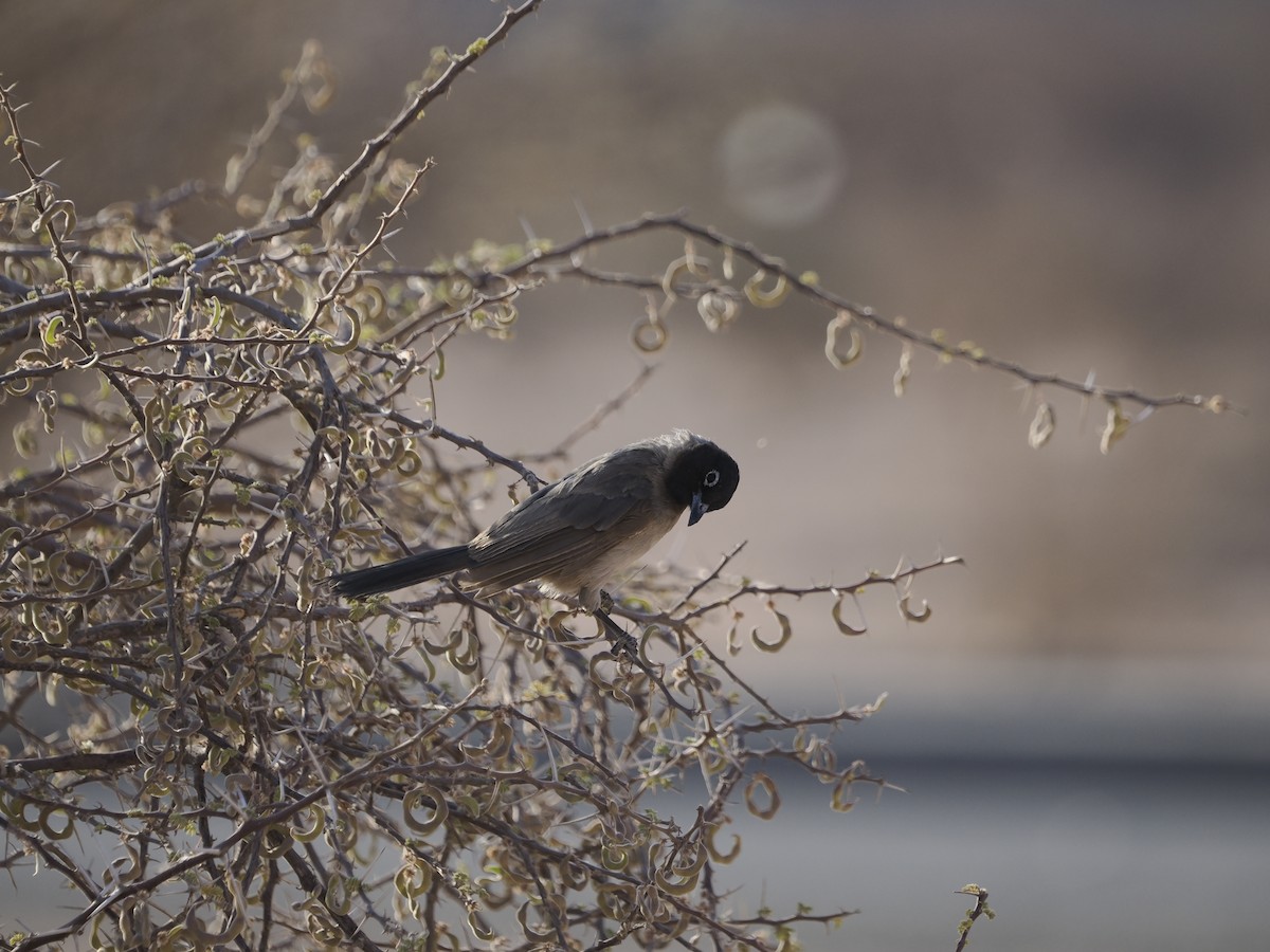 White-spectacled Bulbul - ML638315422