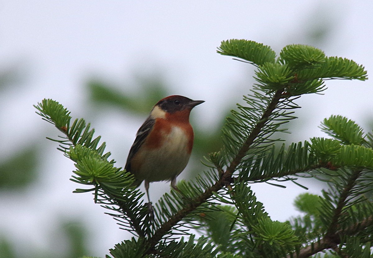 Bay-breasted Warbler - ML638315423