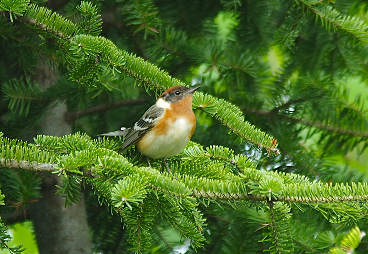 Bay-breasted Warbler - ML638315424