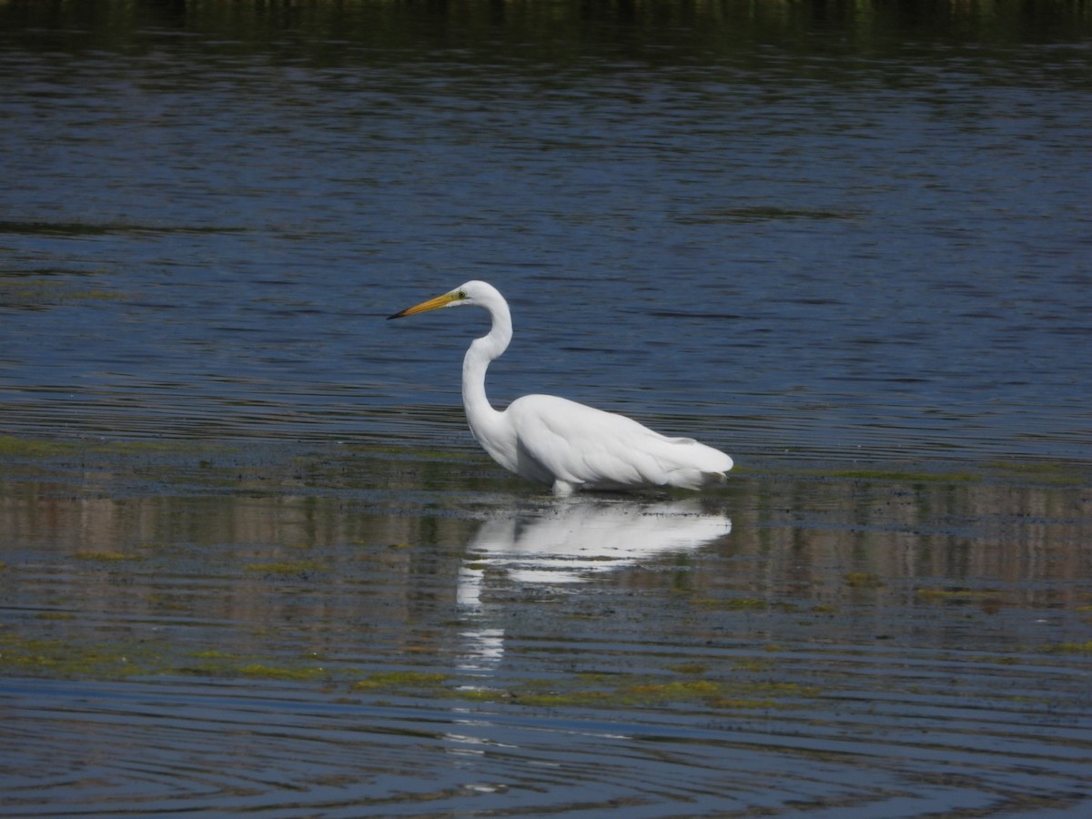 Great Egret - ML638315426