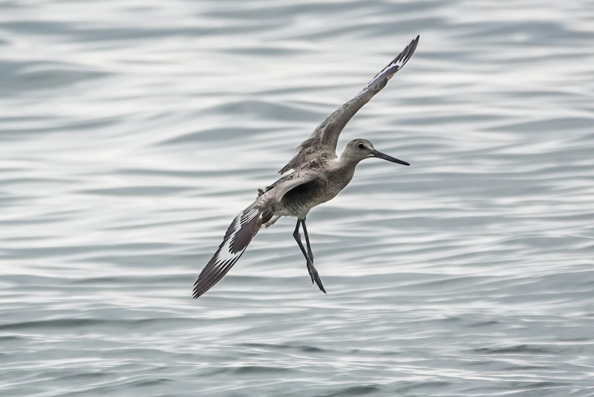 Willet - Gale VerHague
