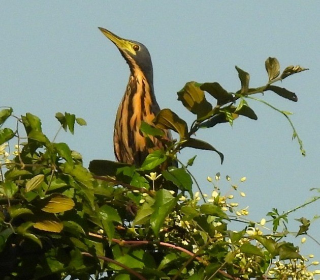 Dwarf Bittern - ML638315462