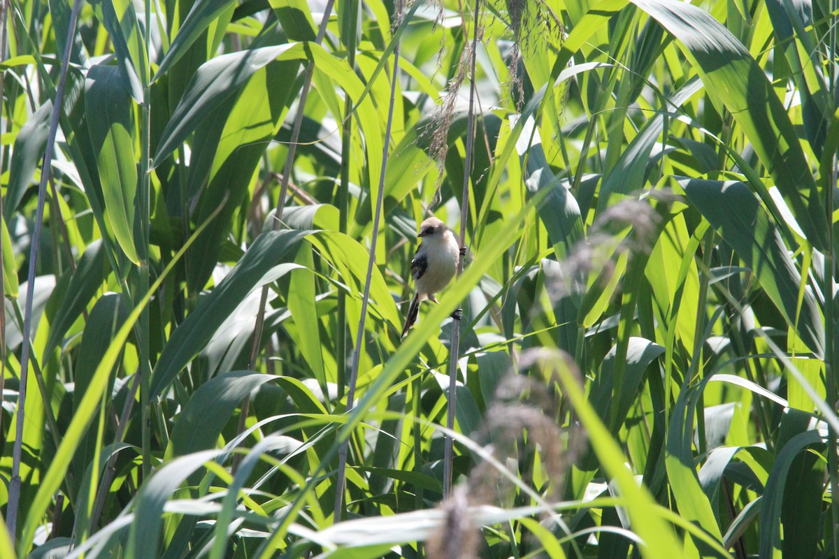 Bearded Reedling - ML638315463