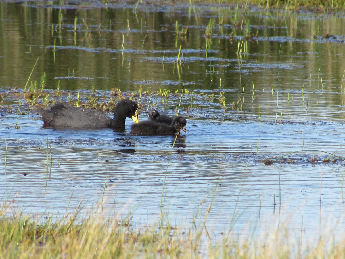Red-gartered Coot - ML638315468