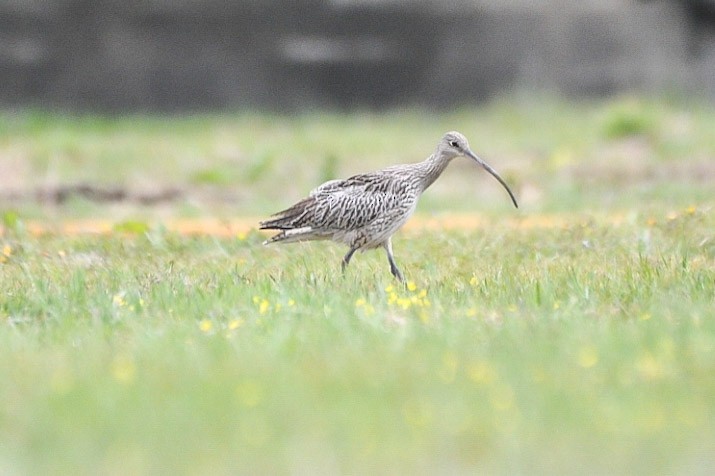 Far Eastern Curlew - ML638315470