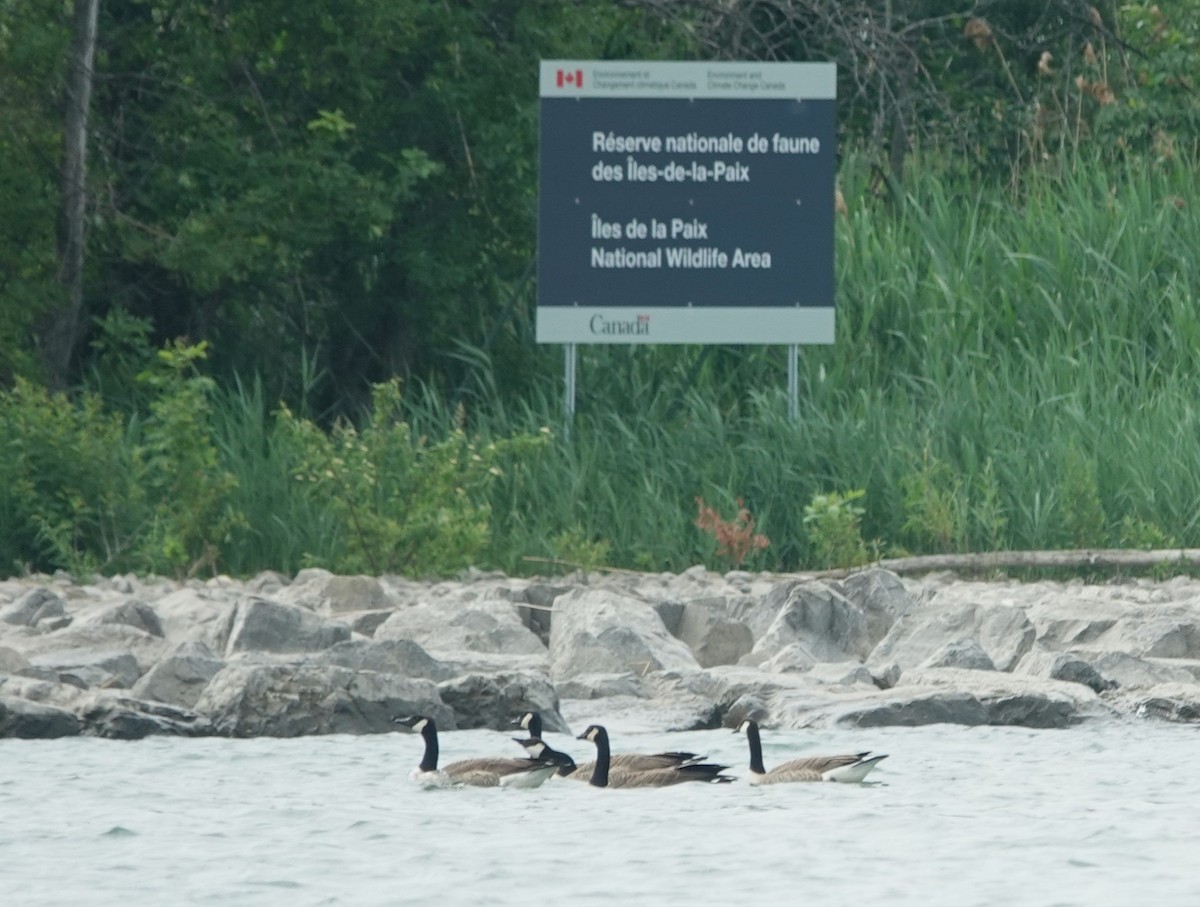 Canada Goose - ML638315471