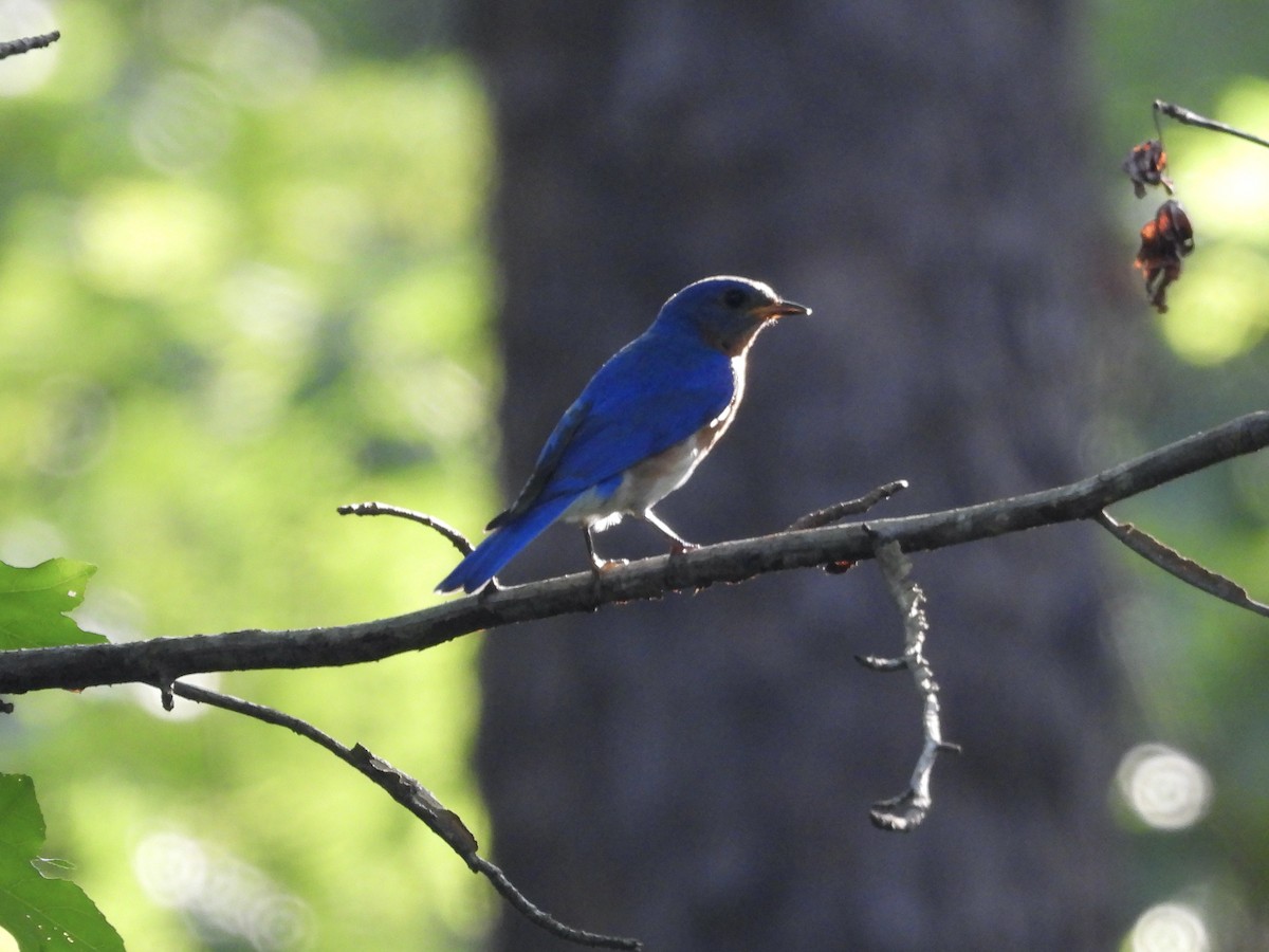 Eastern Bluebird - ML638315472
