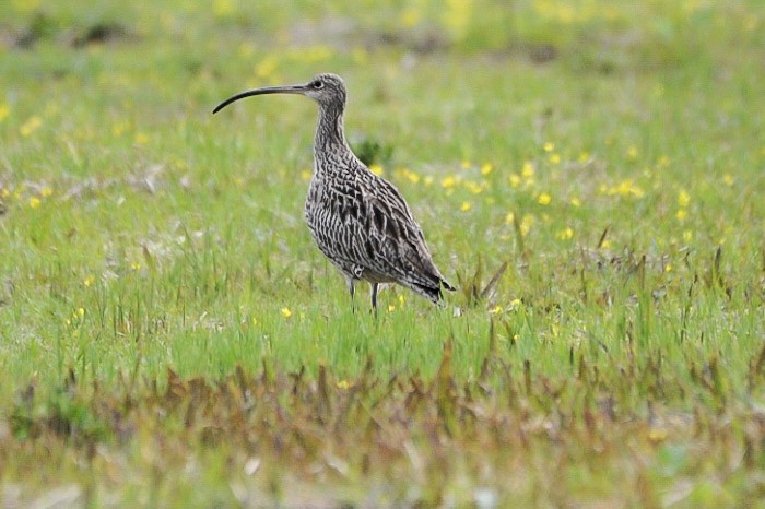 Far Eastern Curlew - ML638315474