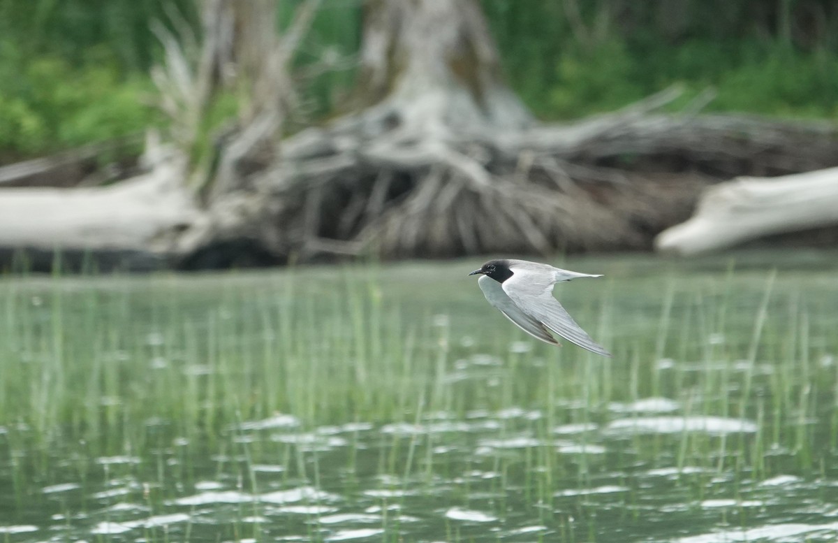 Black Tern - ML638315475