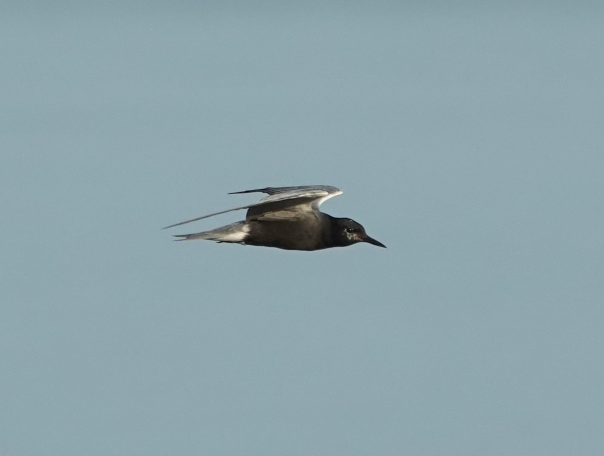 Black Tern - ML638315481