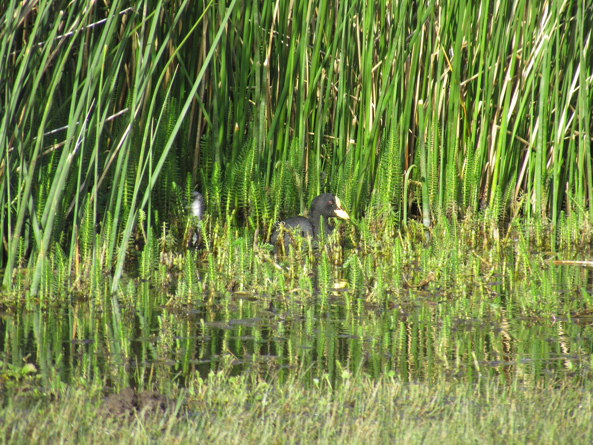 Red-gartered Coot - ML638315484