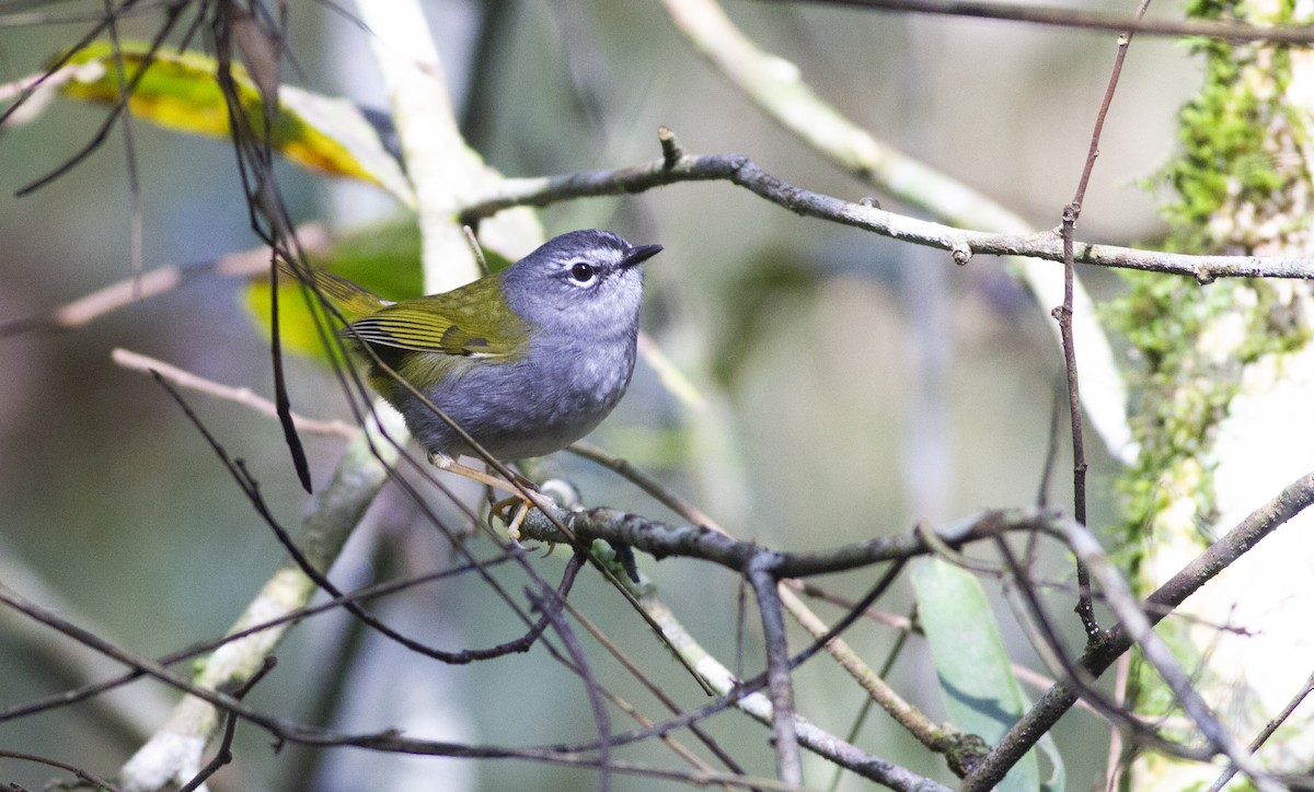 White-browed Warbler - ML638315485