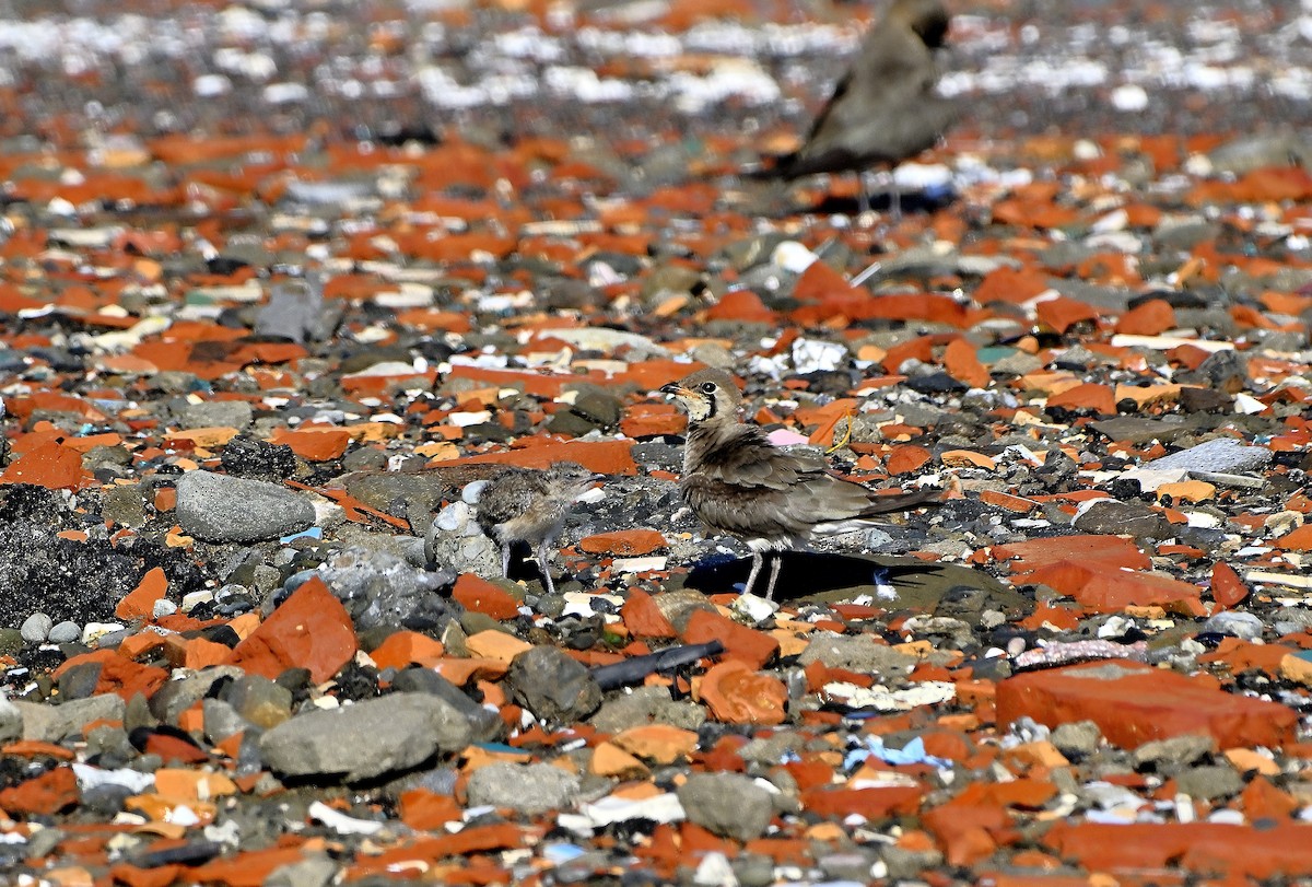 Oriental Pratincole - ML638315486