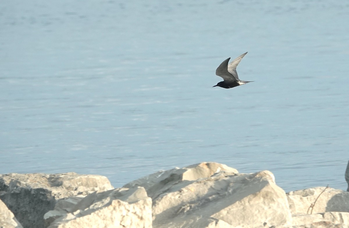 Black Tern - ML638315487