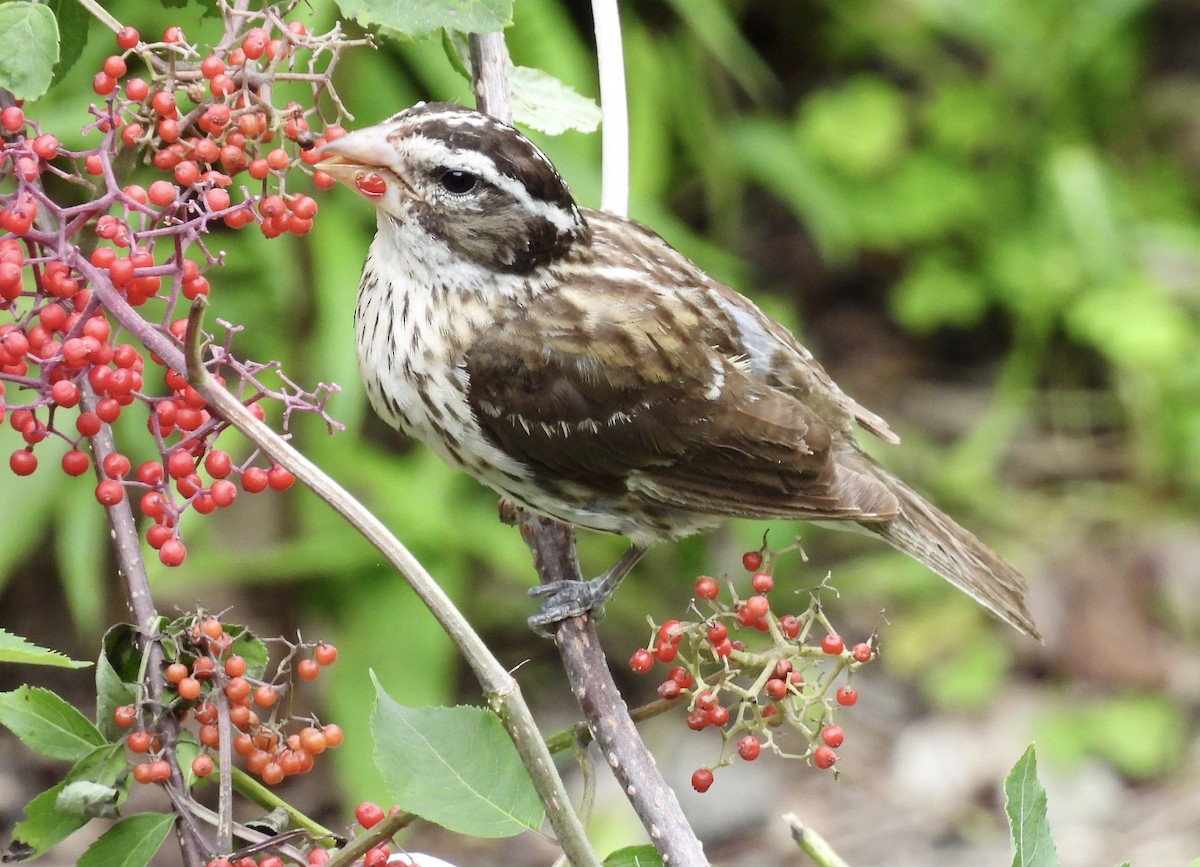 Rose-breasted Grosbeak - ML638315488