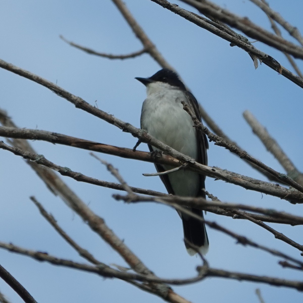 Eastern Kingbird - ML638315491