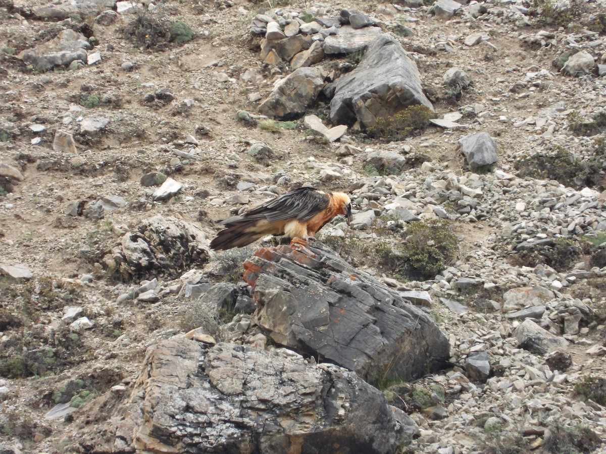Bearded Vulture - ML638315492