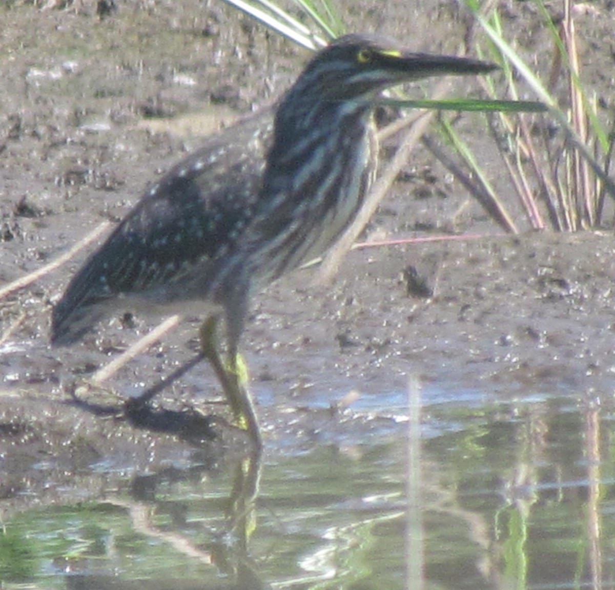 Striated Heron - ML638315494