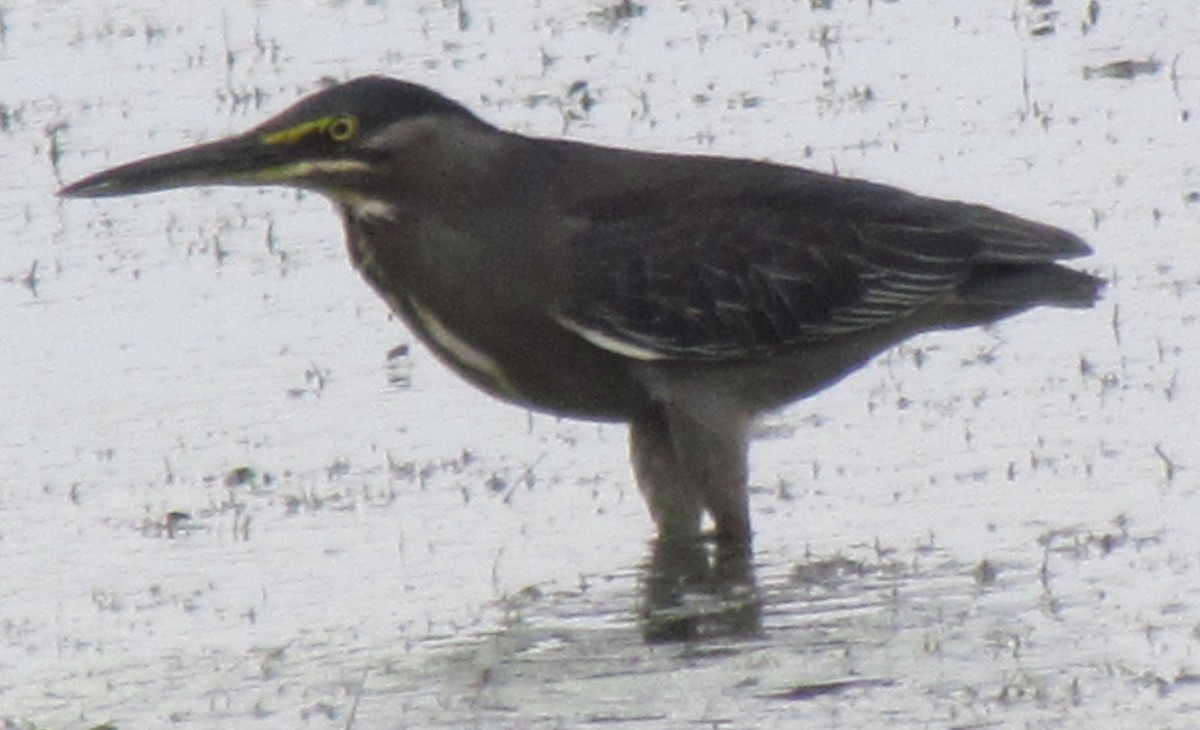 Striated Heron - ML638315495