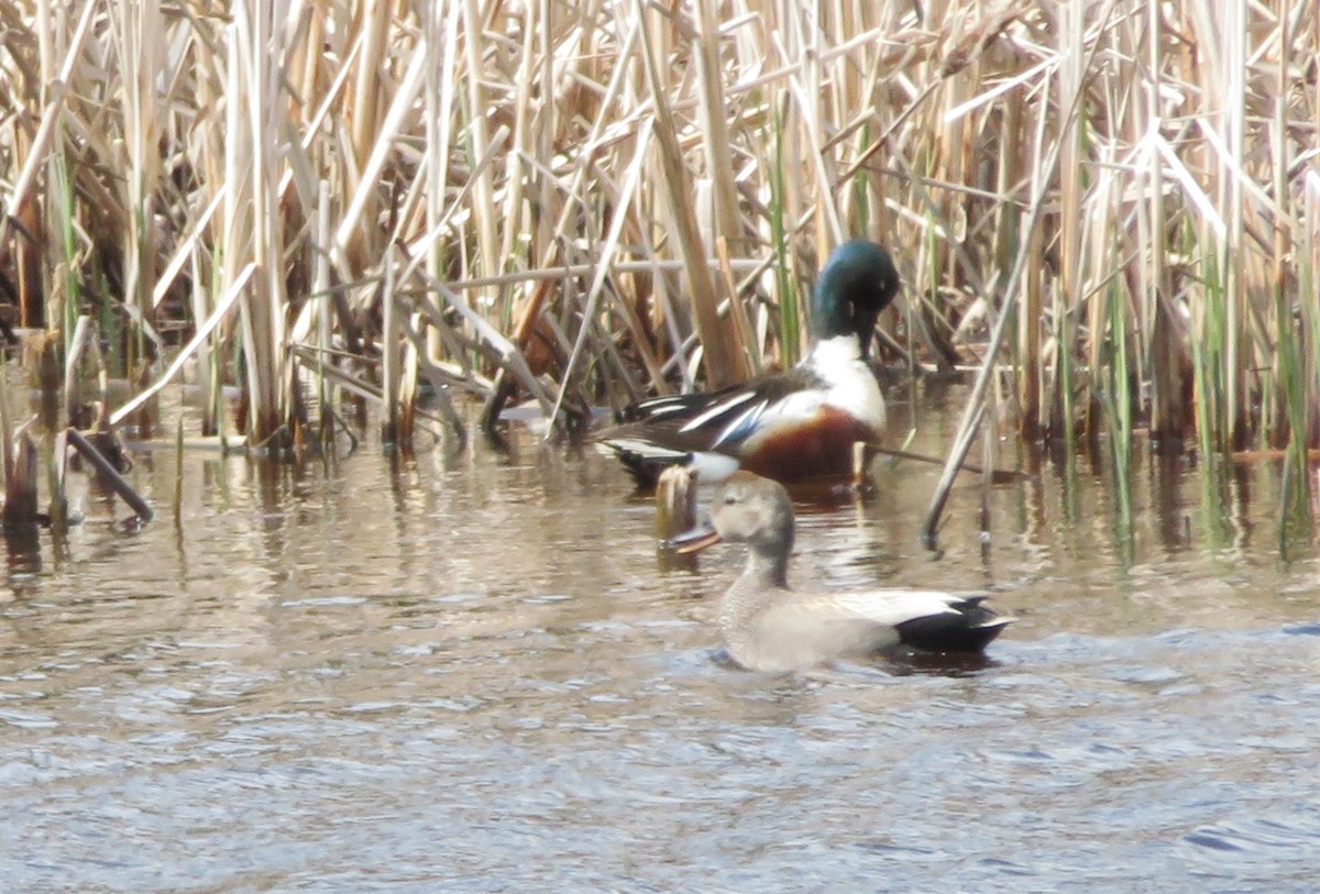 American Wigeon - ML638315498