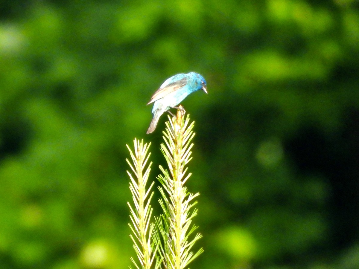 Indigo Bunting - ML638315499