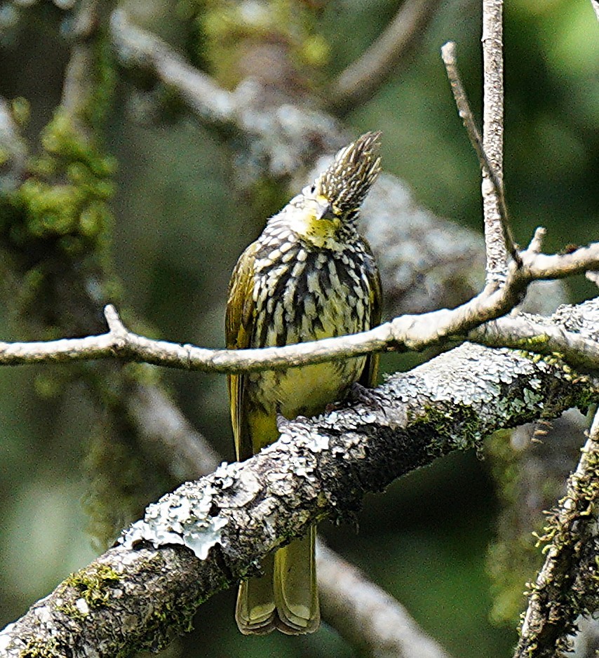 Striated Bulbul - ML638315500