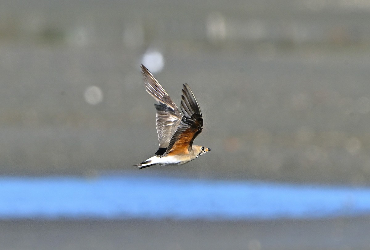 Oriental Pratincole - ML638315501