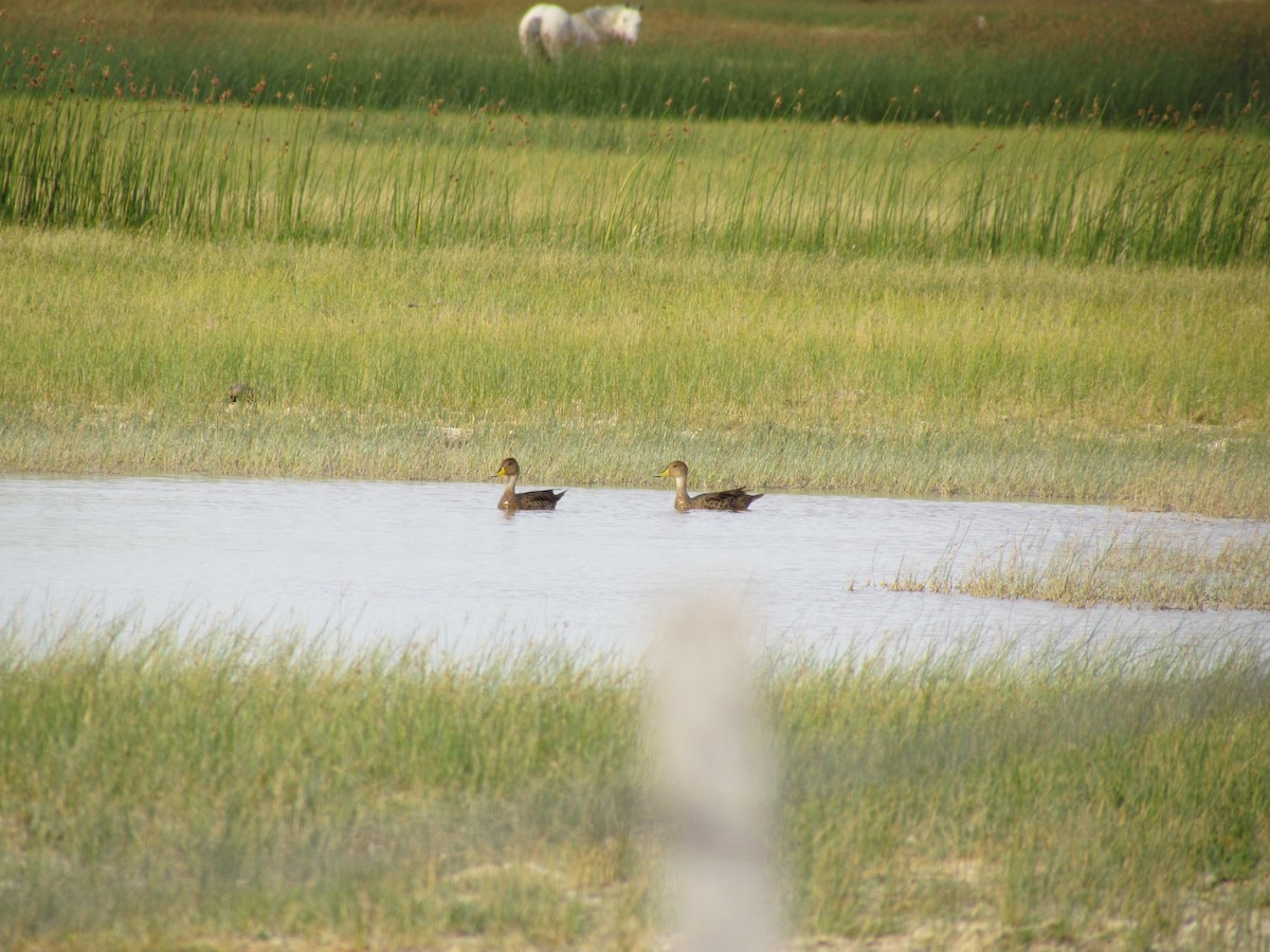 Yellow-billed Pintail - ML638315537