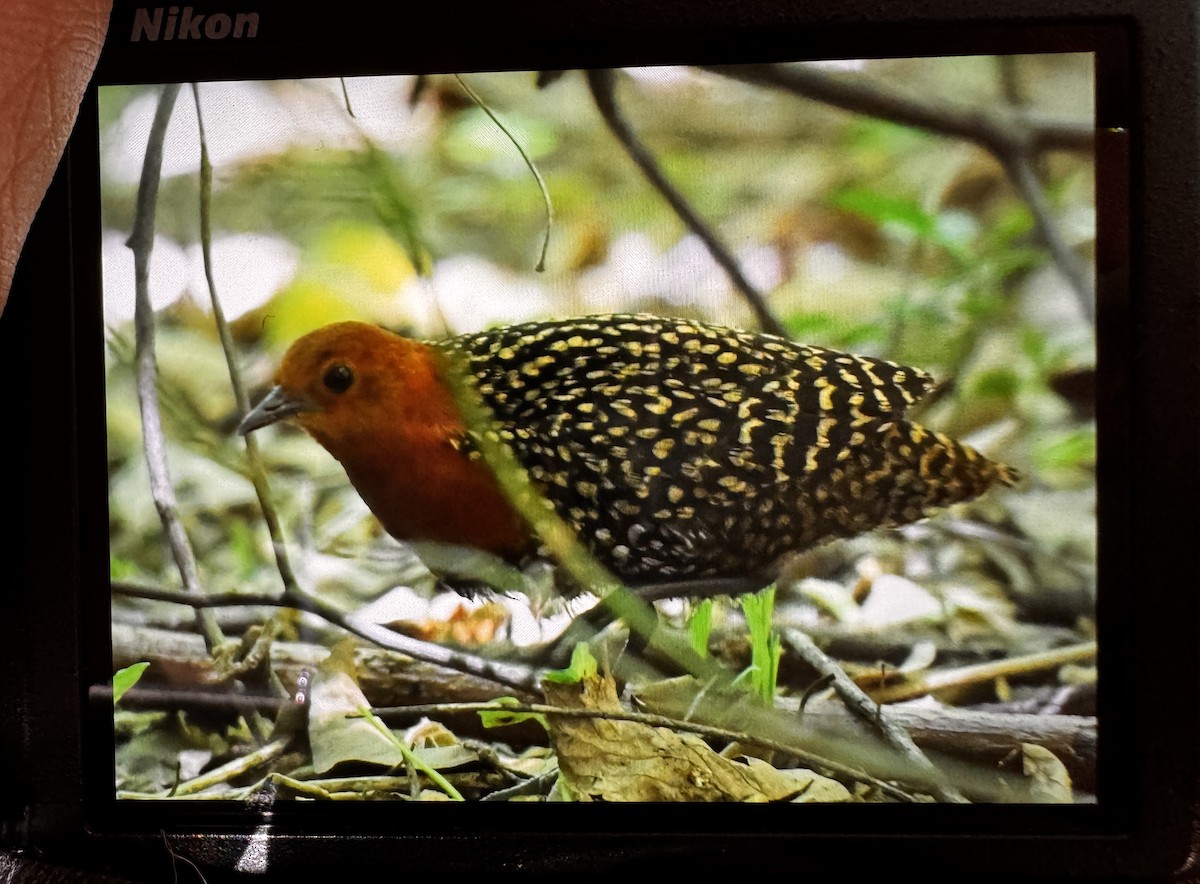 Buff-spotted Flufftail - ML638315540