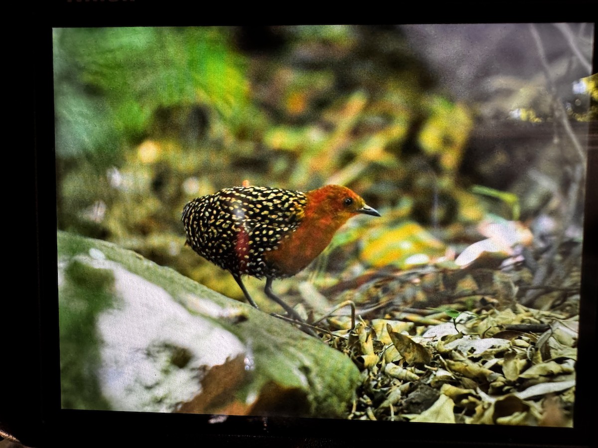 Buff-spotted Flufftail - ML638315541