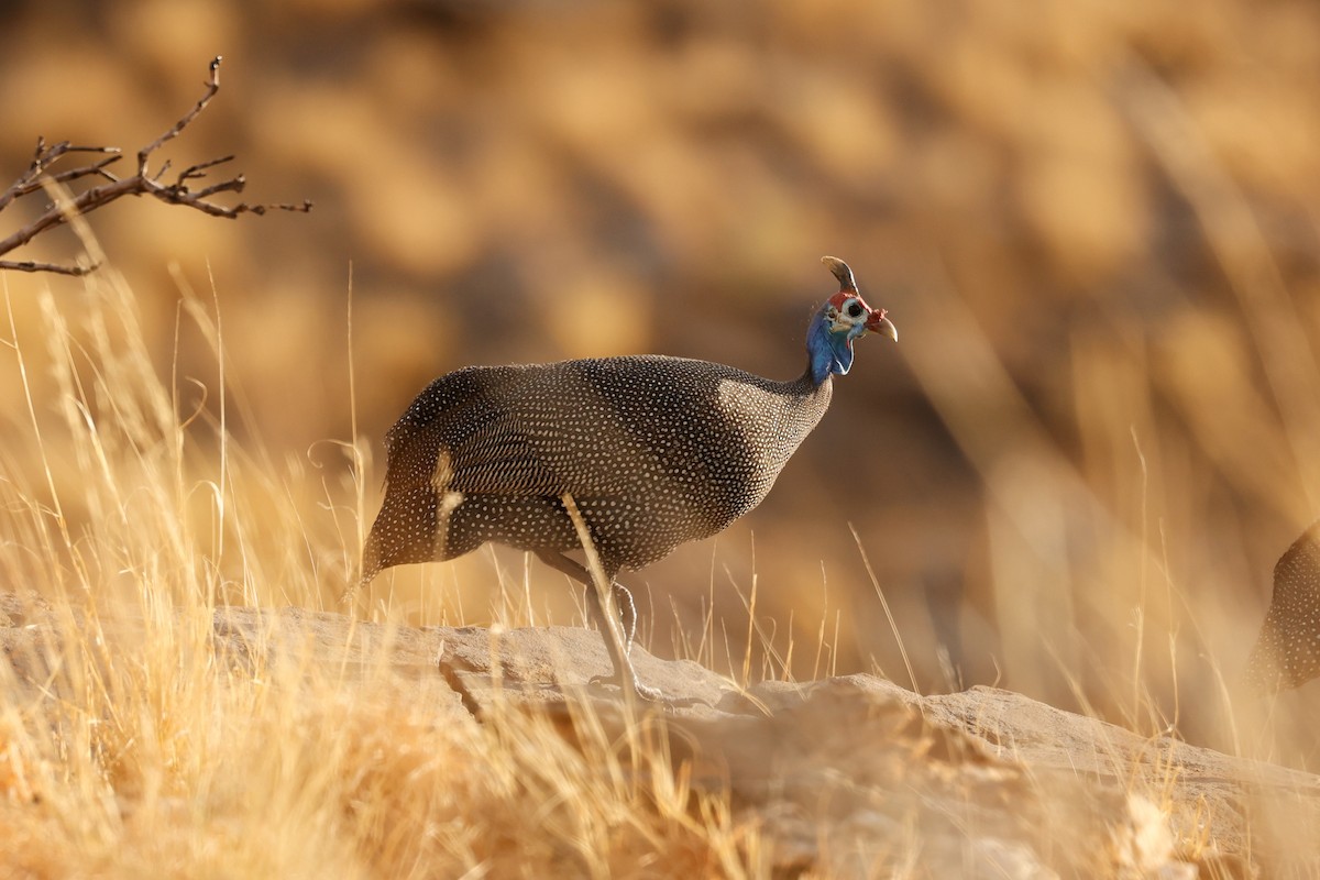 Helmeted Guineafowl - ML638315545