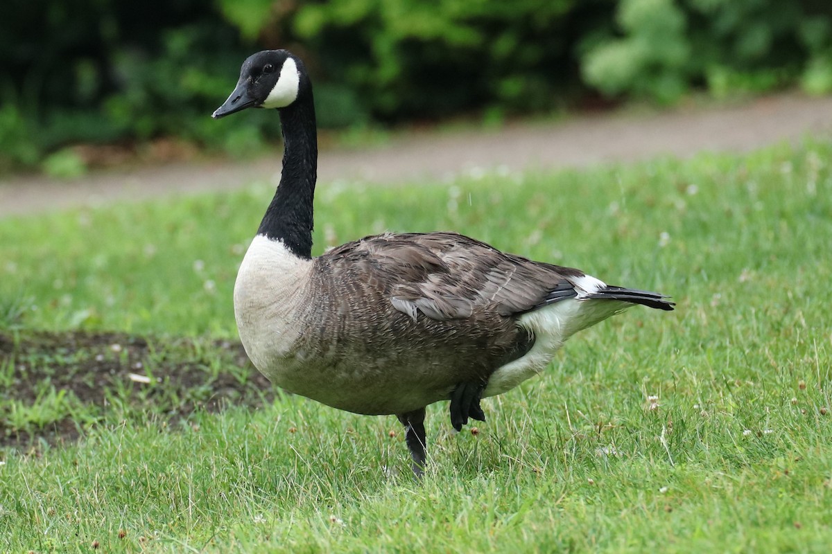 Canada Goose - ML638315587