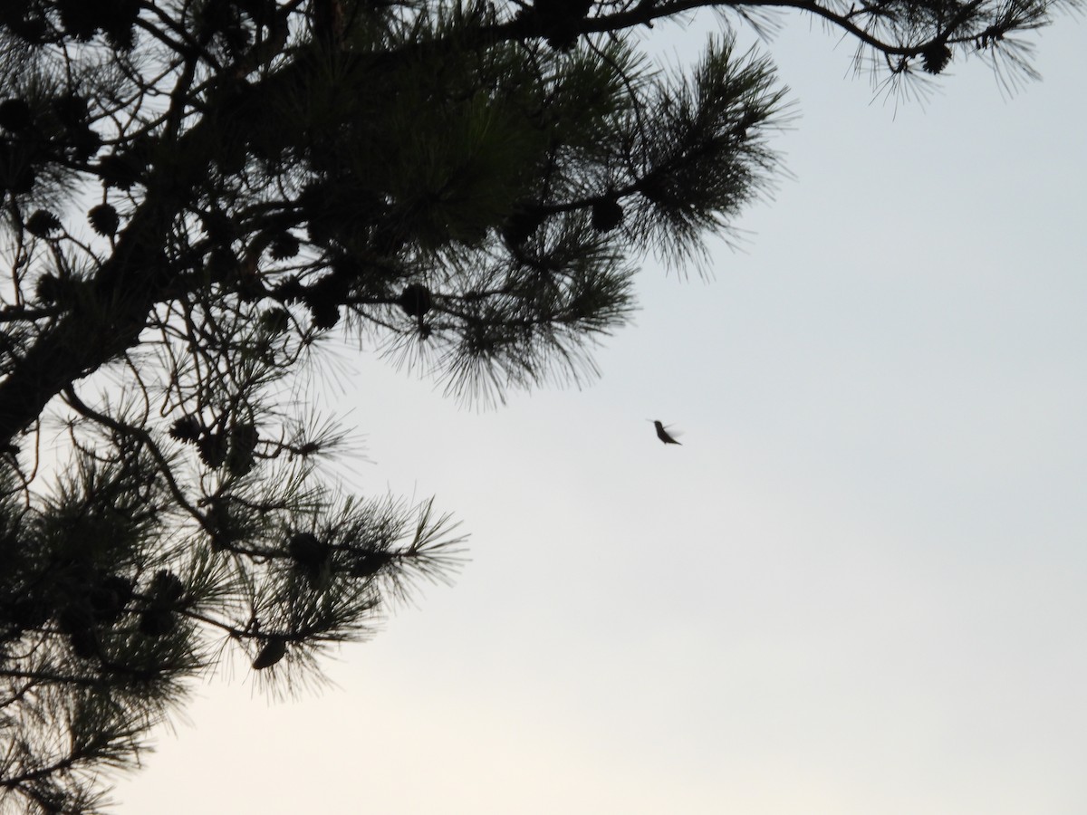 Ruby-throated Hummingbird - ML638315588