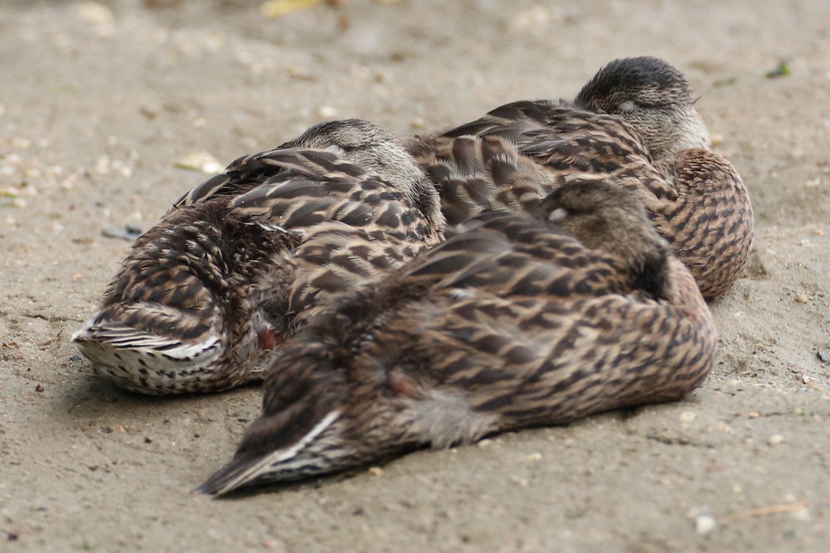 Mallard - ML638315589