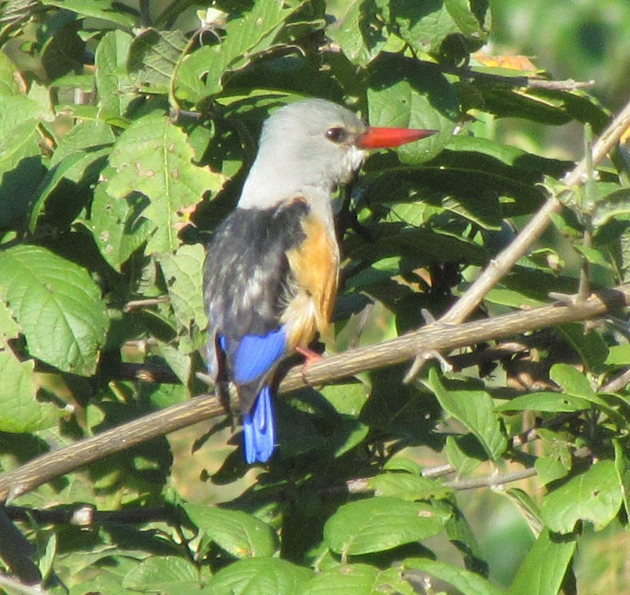Martin-chasseur à tête grise - ML638315599