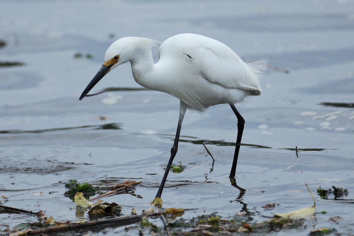 Aigrette neigeuse - ML638315604