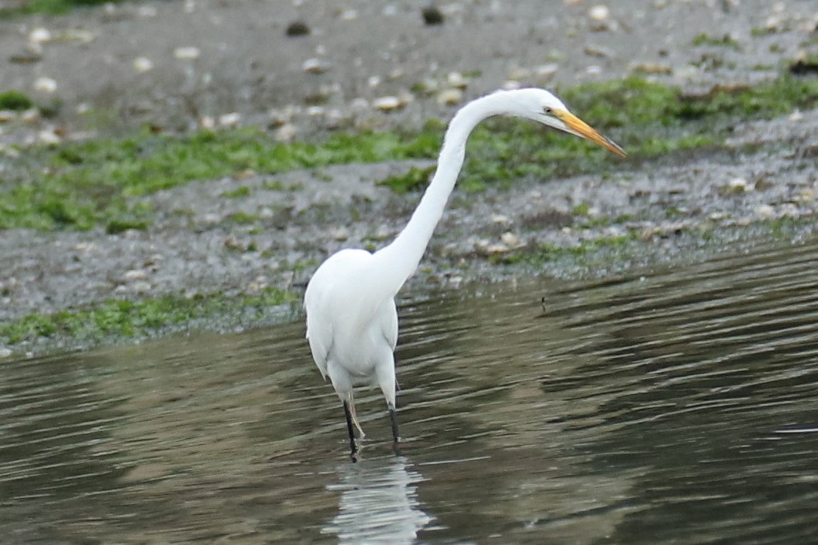 Grande Aigrette - ML638315611