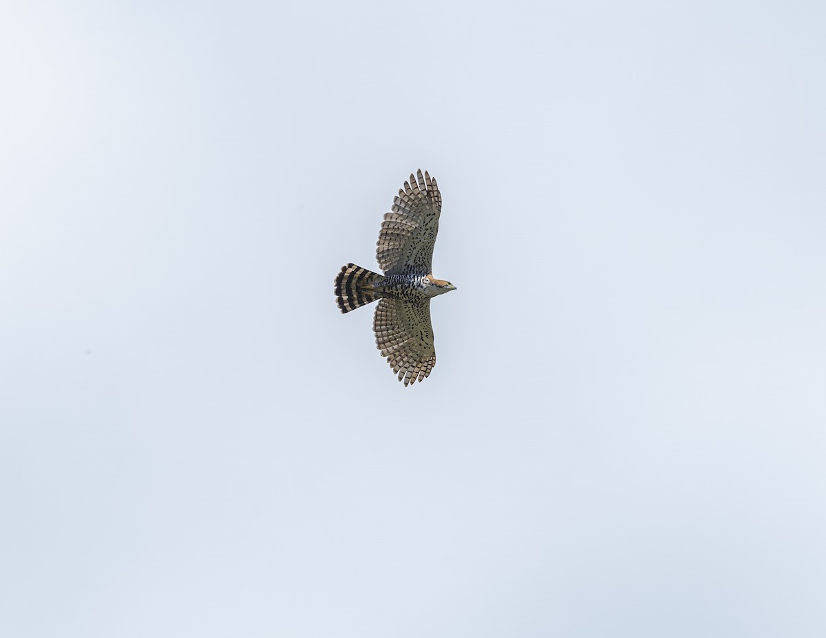 Ornate Hawk-Eagle - ML638315614