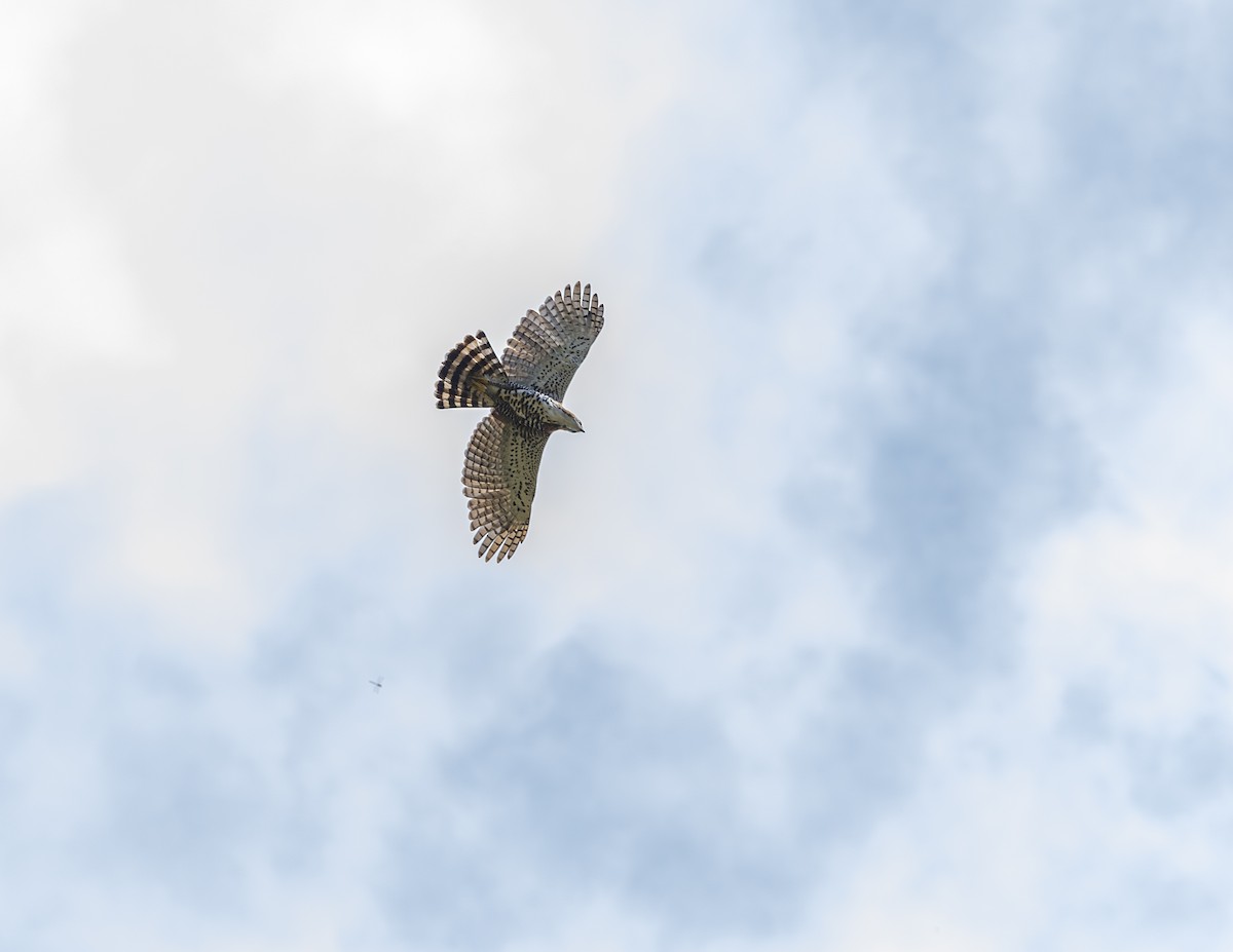 Aigle orné - ML638315615