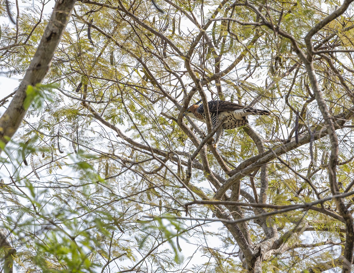 Ornate Hawk-Eagle - ML638315616
