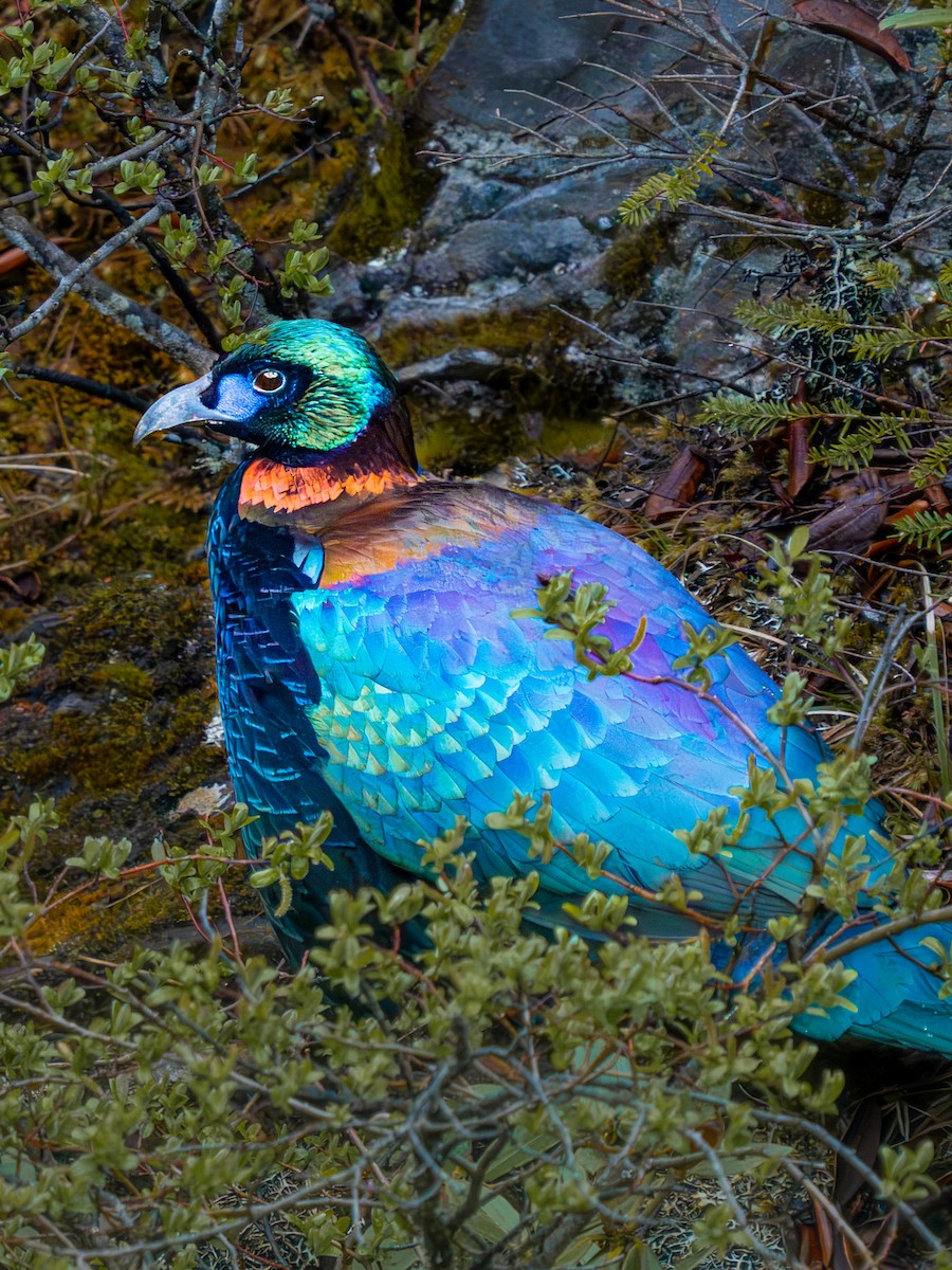 Монал китайський - ML638315629