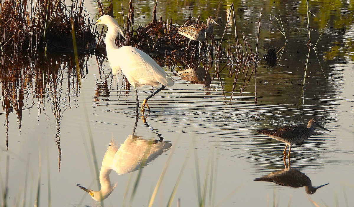 Greater Yellowlegs - ML638315672