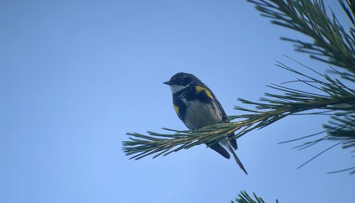 Taçlı Ötleğen (coronata) - ML638315683