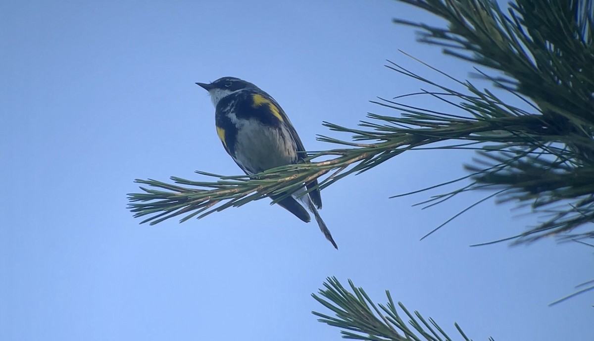 Taçlı Ötleğen (coronata) - ML638315684