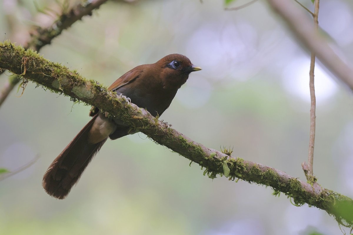 Rusty Laughingthrush - ML638315698