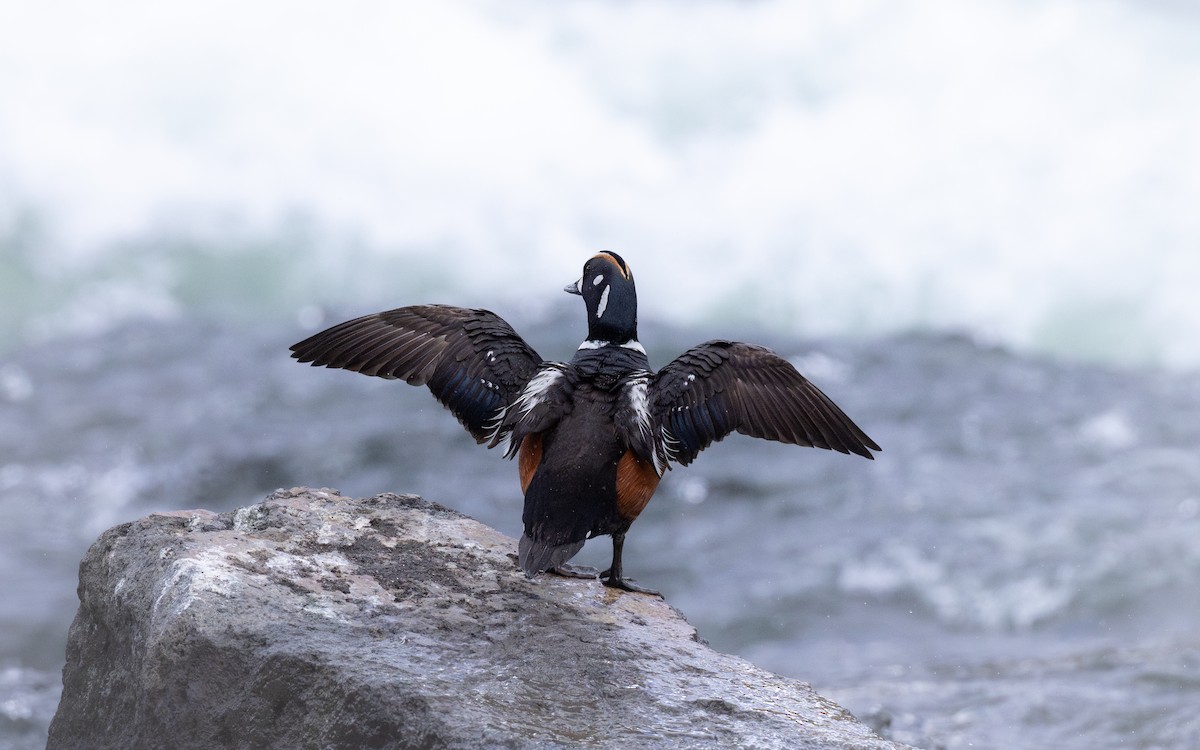 Harlequin Duck - ML638315703
