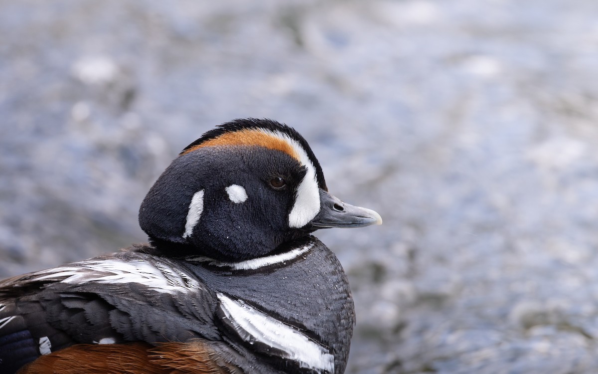 Harlequin Duck - ML638315704