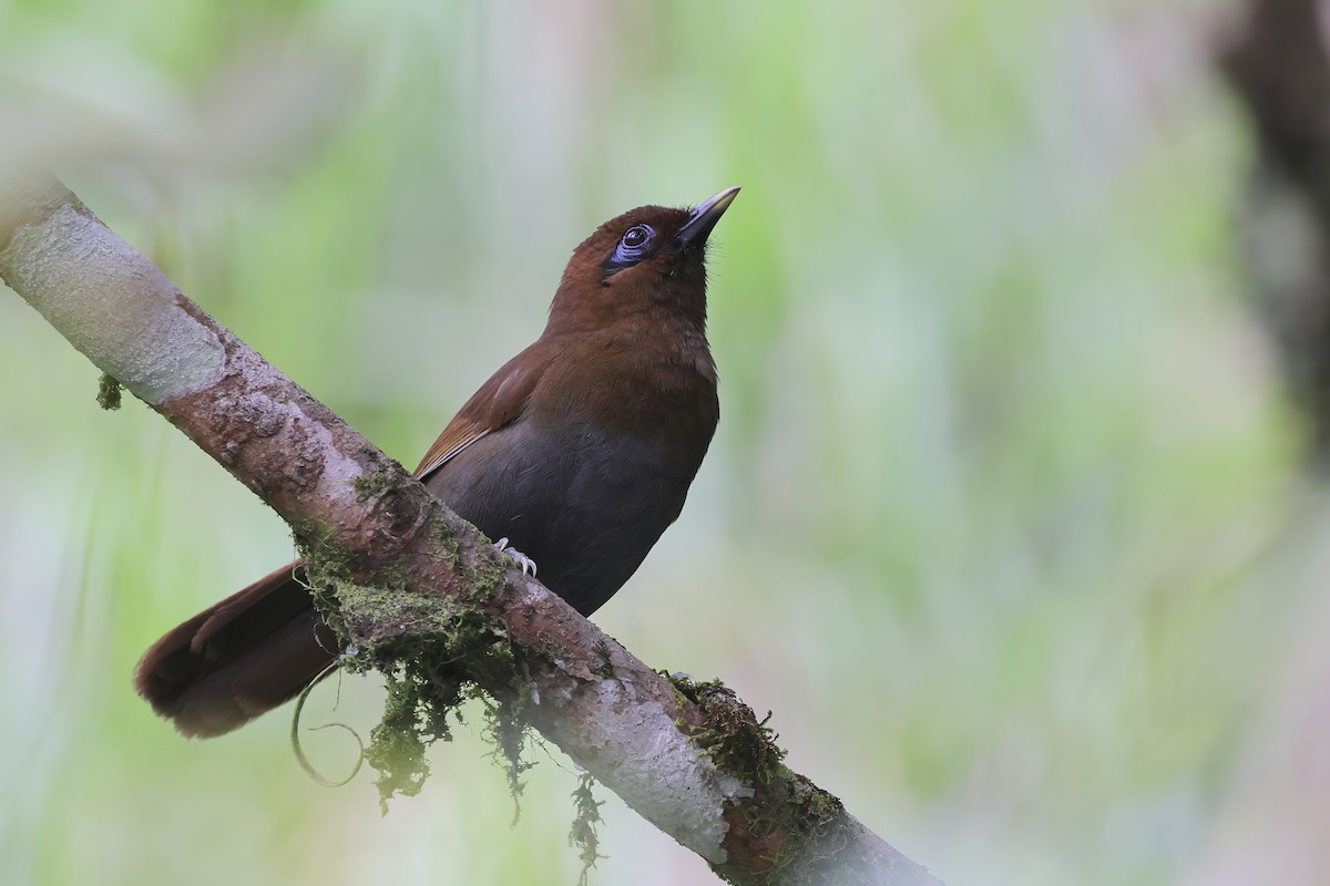 Rusty Laughingthrush - ML638315705