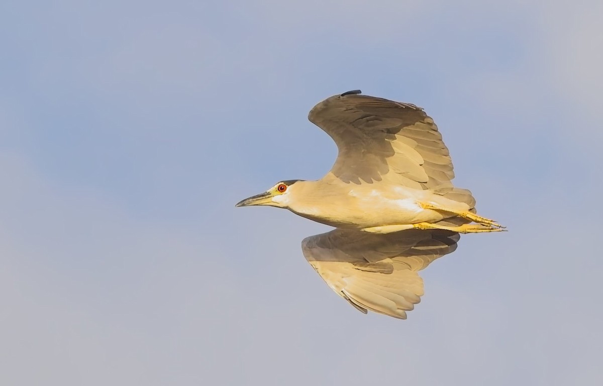 Black-crowned Night Heron - ML638315706